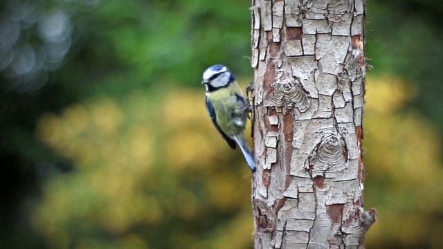 Псалом 51 / Бисери от Библията смотреть онлайн