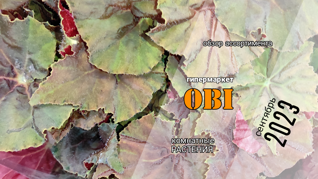 Begonia Rex / Бегония Королевская, Рекс.