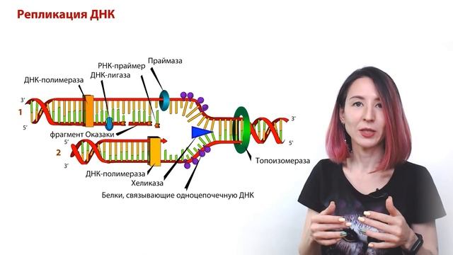 Репликация ДНК | Хеликаза | Лидирующая и Отcтающая цепь | Фрагменты Оказаки | ЕГЭ-2024 по биологии смотреть онлайн