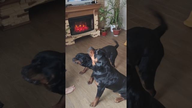 Воспитание взрослой собаки смотреть онлайн