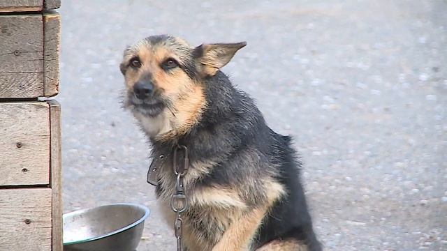 В Омске резко возросло количество бездомных собак смотреть онлайн