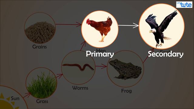 Food Chain And Food Web In Ecosystem