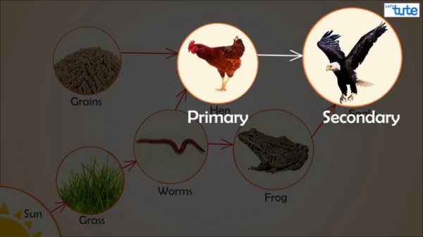 Food Chain and Food Web in Ecosystem