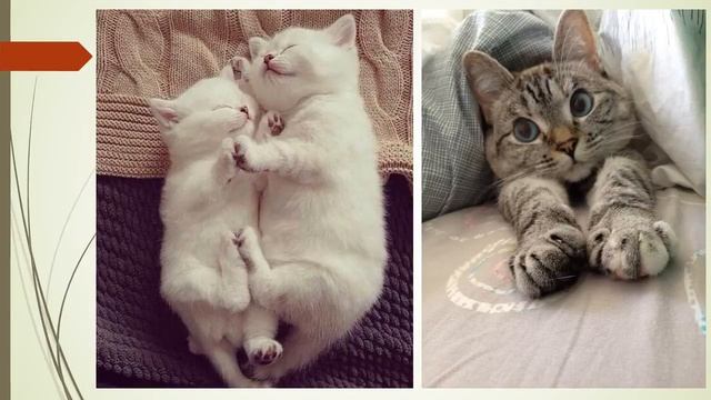 Милые котики. Cute cats. смотреть онлайн