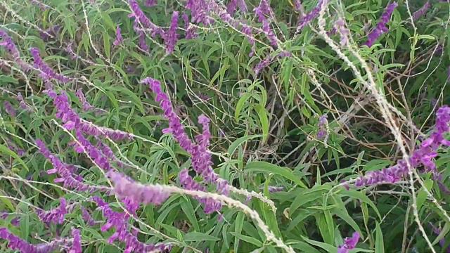 Lavender Garden with Function Hall in Queensland смотреть онлайн