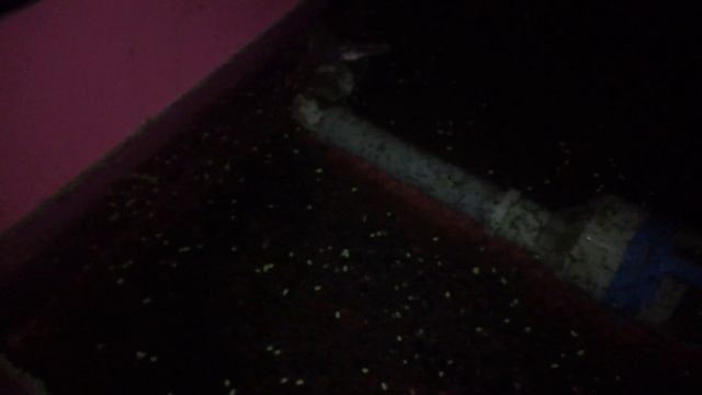 Инкубация.Африканский сом.