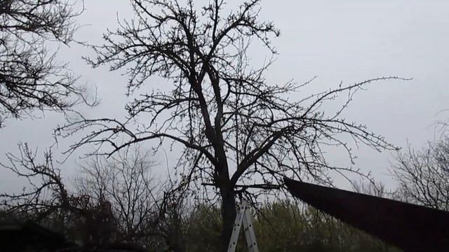 Груша. Как обрезать очень старую грушу. смотреть онлайн