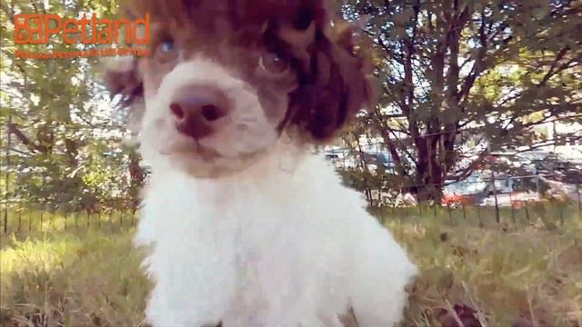 Everything Puppies - Miniature Poodle Information (2019) смотреть онлайн