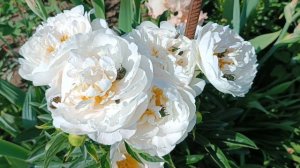 Обработка от вредителей препаратом Батрайдер в саду