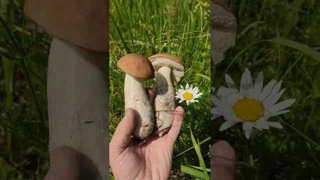 Подберёзовики смотреть онлайн