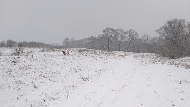 Hot winter holidays #3. Dogs in slow motion. Русская псовая борзая / Borzoi смотреть онлайн