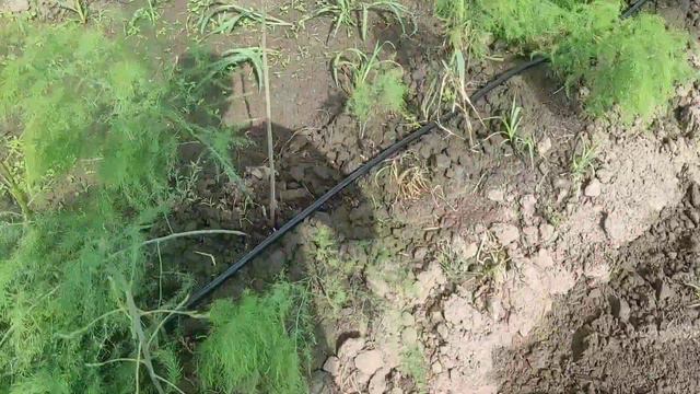 Поле фіолетової спаржі.02.07.2023 рік.