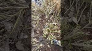 Обрезка Сантолины ранней весной. 03.04.2021