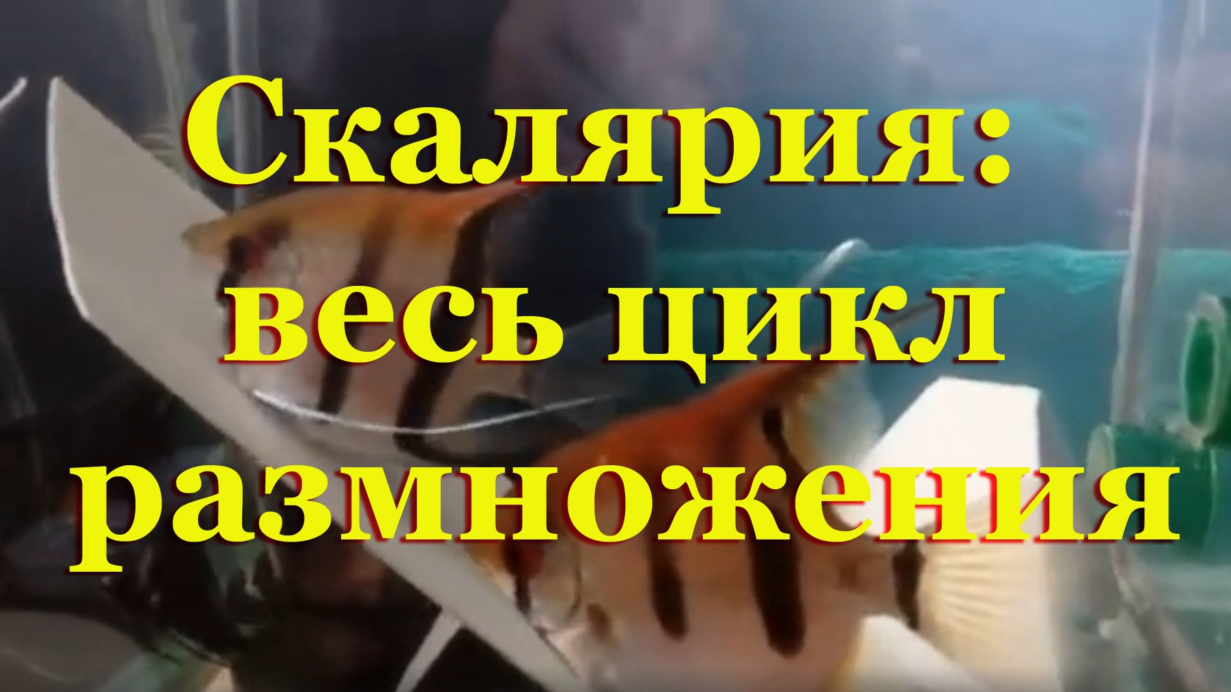 Нерест Скалярий от А до Я с пояснениями и нюансами: 90 дней за 30 минут смотреть онлайн