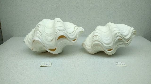 тридакны смотреть онлайн