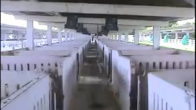 Villa Clara principal productora de cerdo en Cuba смотреть онлайн