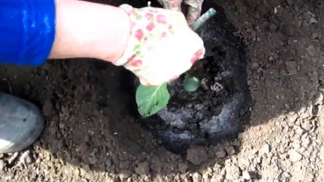 Высадка РАССАДЫ КАПУСТЫ В ОТКРЫТЫЙ ГРУНТ