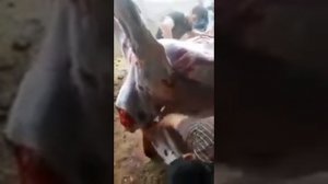 разделка быка на кавказе