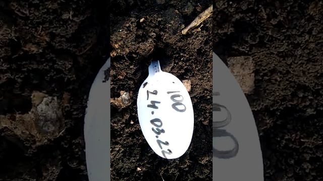 24.03.2022Посев томатов на рассаду в 8 метровой теплице смотреть онлайн