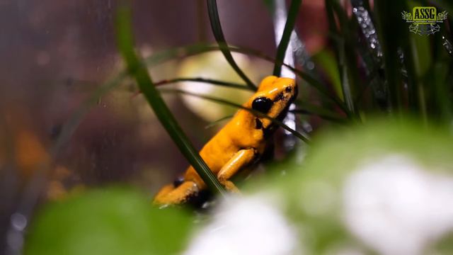 Как спасти лягушек-питомцев в летнюю жару?