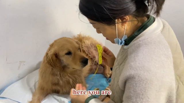 The Golden Retriever was seriously injured and the owner rescued it with tears смотреть онлайн