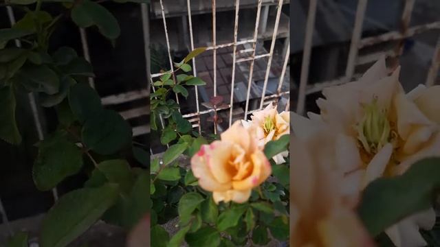 Rose Honey Dijon смотреть онлайн