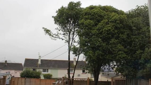 Timber!! Pittosporum Tree Felling Timelapse смотреть онлайн