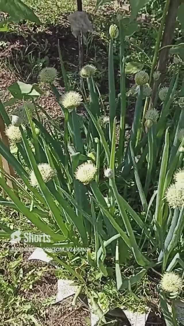 Многолетний лук Батун. Омолаживаем его для дальнейшего употребления. смотреть онлайн