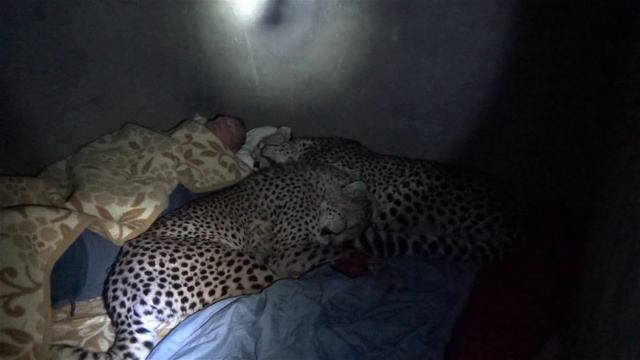 Night 4: Sleeping Inside A Cheetah Enclosure With Two Adult Big Cats - Cat Sleep Dreams Hunts Bye смотреть онлайн