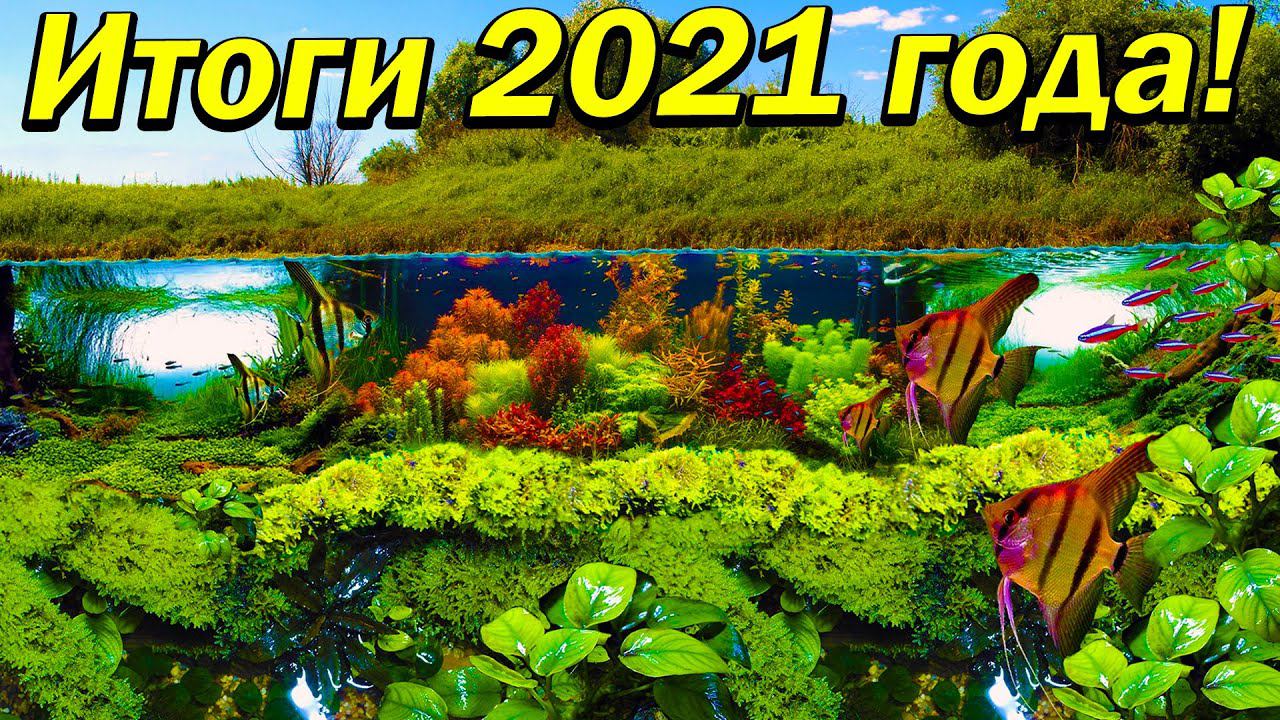 Итоги 2021 года. Мои аквариумы, палюдариум, пруд и акватеплица в 2021 году. смотреть онлайн