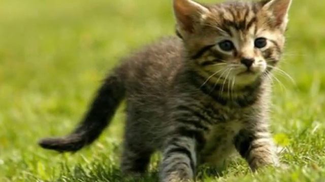 Няшное видео надо смореть смотреть онлайн