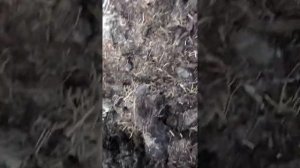 Где копать личинку майского жука.