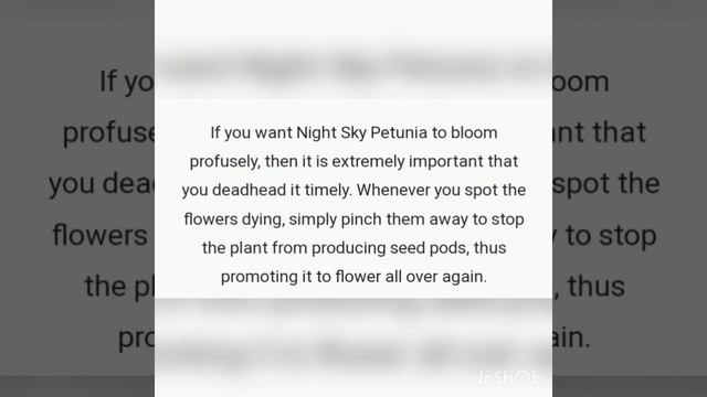 Night sky petunia Growing Formula (soil,water,fertilizer,care) ll A great winter flower"Night sky"🥰 смотреть онлайн