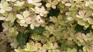 Гортензия Пастель Грин (Pastel Green) не перестанет вас удивлять весь сезон.