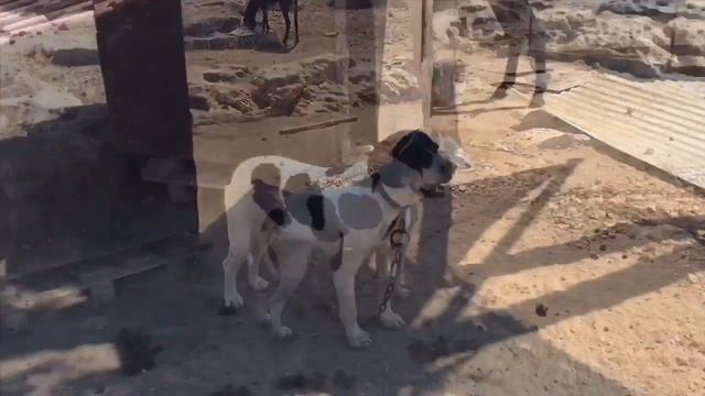 Как мы ездили в приют на Кипре смотреть онлайн