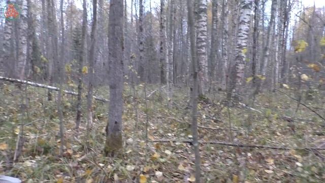 Финальный выстрел красных подосиновиков. Leccinum aurantiacum. Дневник грибника 14 октября 2022 г. смотреть онлайн