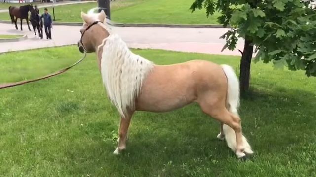 РИО миниатюрная лошадка «рапунцель» на продажу смотреть онлайн