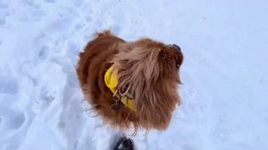 О породах кинг чарльз спаниель и кавалер кинг чарльз спаниель.