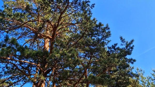 Эстония Чудское озеро.Где отдохнуть в Эстонии?Итоги конкурса на имя гнома.Дача в Эстонии.Влоги смотреть онлайн