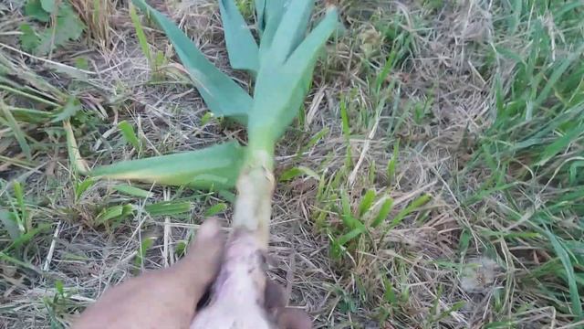 Чеснок на 30 мая 2019 года . Проба копа раннего сорта . чеснок