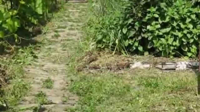 Как бороться с муравьями и тлёй (4)? смотреть онлайн