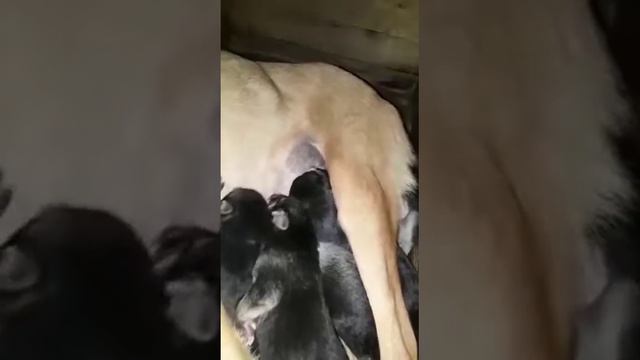 Щенки русской гончей смотреть онлайн
