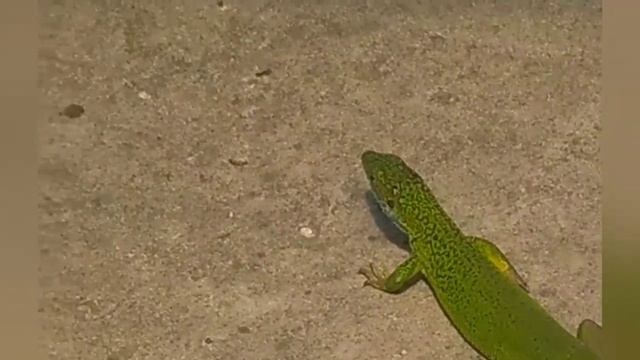 Ящерица застряла в сетке смотреть онлайн