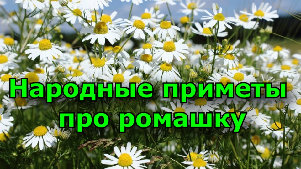 Приметы и поверья связанные с самым нежным цветком - ромашкой