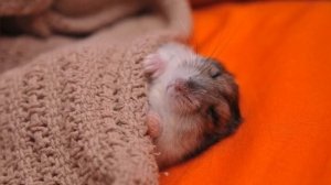 Волшебный Хомяк колыбельная для младенцев и малышей #2022