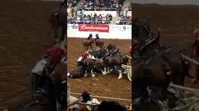Budweiser Clydesdale Horses accident смотреть онлайн