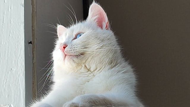 Akbar - Turkey's Van Cat / Акбар - кот турецкий ван