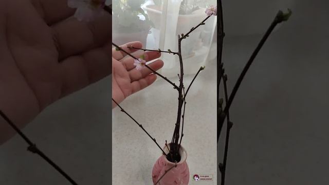 Чудеса на даче зимой. смотреть онлайн