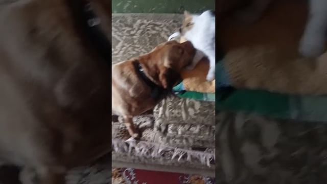Кошка облизывает собаку))) смотреть онлайн