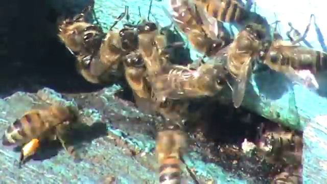 Работа пчёл! Весна 2017 смотреть онлайн